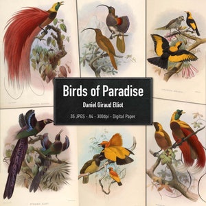 Birds of Paradise, Daniel Giraud Elliot, 35 Vintage Illustrations of Birds, Printable Animal Images, Digital Paper, Instant Download