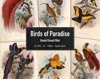 Birds of Paradise, Daniel Giraud Elliot, 35 Vintage Illustrations of Birds, Printable Animal Images, Digital Paper, Instant Download