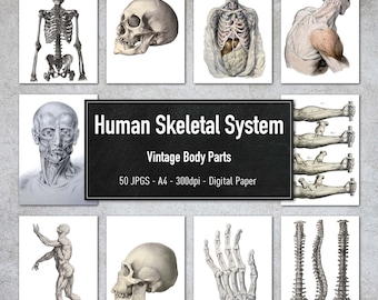 May include: A set of 50 digital paper images featuring vintage illustrations of the human skeletal system. The images include various body parts, such as the skull, spine, ribs, arms, and hands. The images are in black and white and have a vintage medical illustration style. The images are perfect for creating digital scrapbooking projects, invitations, cards, and other creative projects.