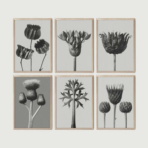 Karl blossfeldt - Etsy 日本