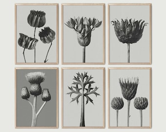 Set of 6 Karl Blossfeldt Poster, Downloadable Art Print, Instant Download