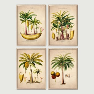 4 palmeiras tropicais vintage, conjunto de 4 pôsteres, ilustrações botânicas vintage, download instantâneo, decoração de parede