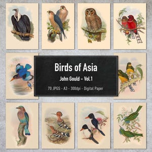 Uccelli dell'Asia, John Gould, Vol. 1, 70 illustrazioni d'epoca di uccelli, immagini di animali stampabili, carta digitale, download immediato