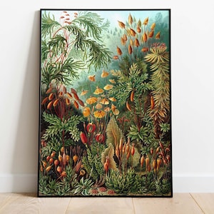 Ernst Haeckel - Art Forms in Nature - Muscinae, Downloadable Art Print, Instant Download