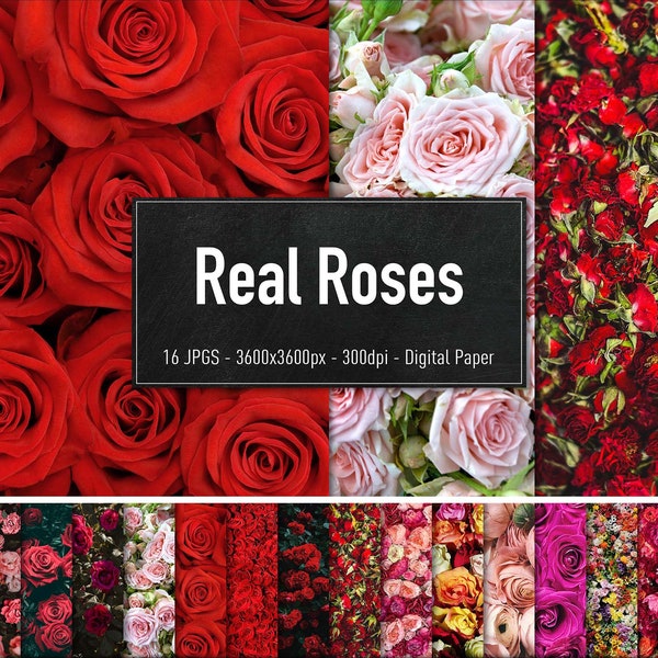 Roses, 16 HiRes Photographs of Real Roses, Downloadable Backgrounds, Photo Backdrops, Instant Download