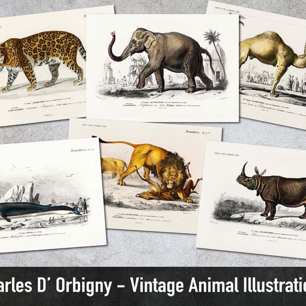 40 Vintage Animal Illustrations, Charles Dessalines D’ Orbigny Vol.1, Printable Animal Images, Digital Paper, Instant Download