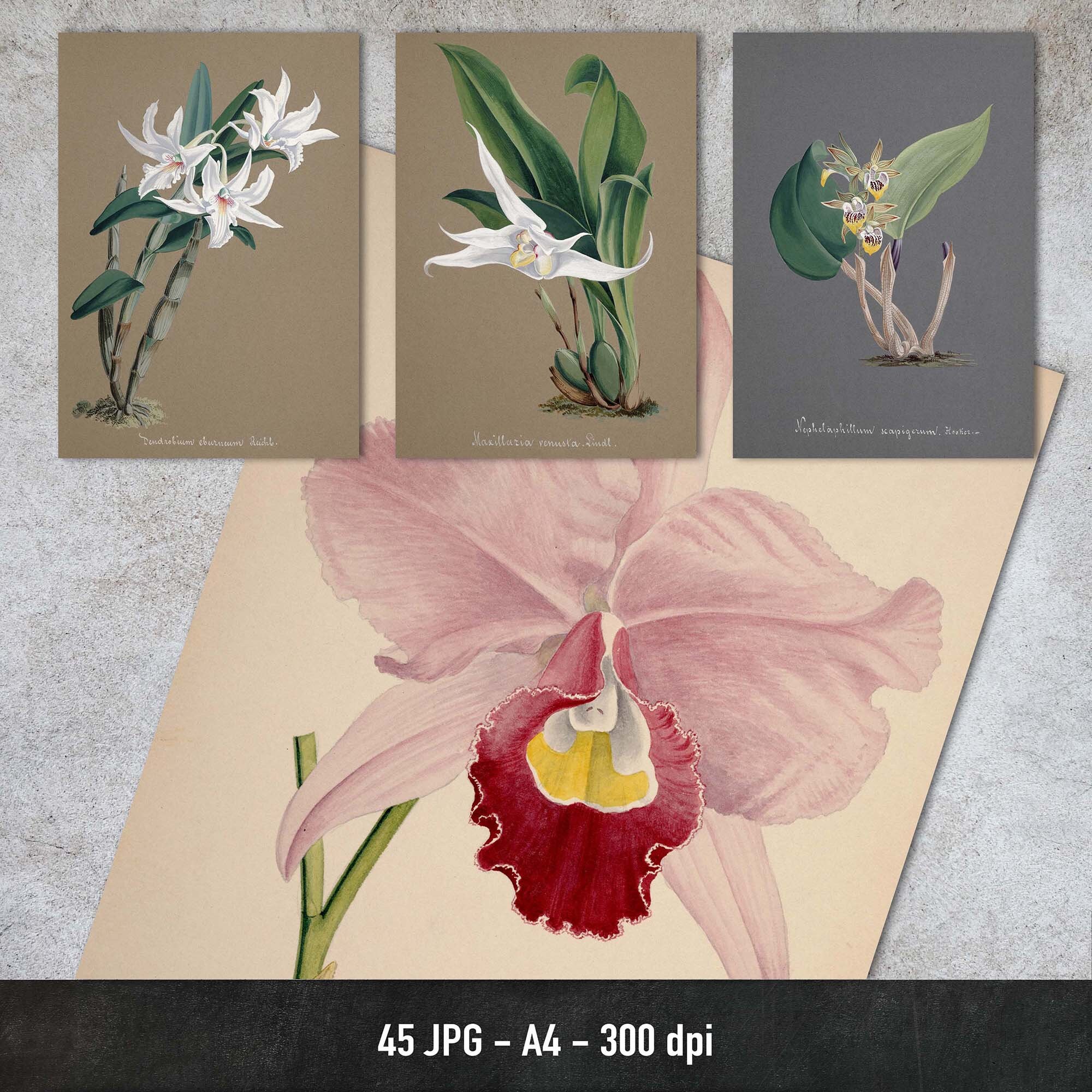 Orchids, 45 Vintage Illustrations Vol.2, Printable Plant Images