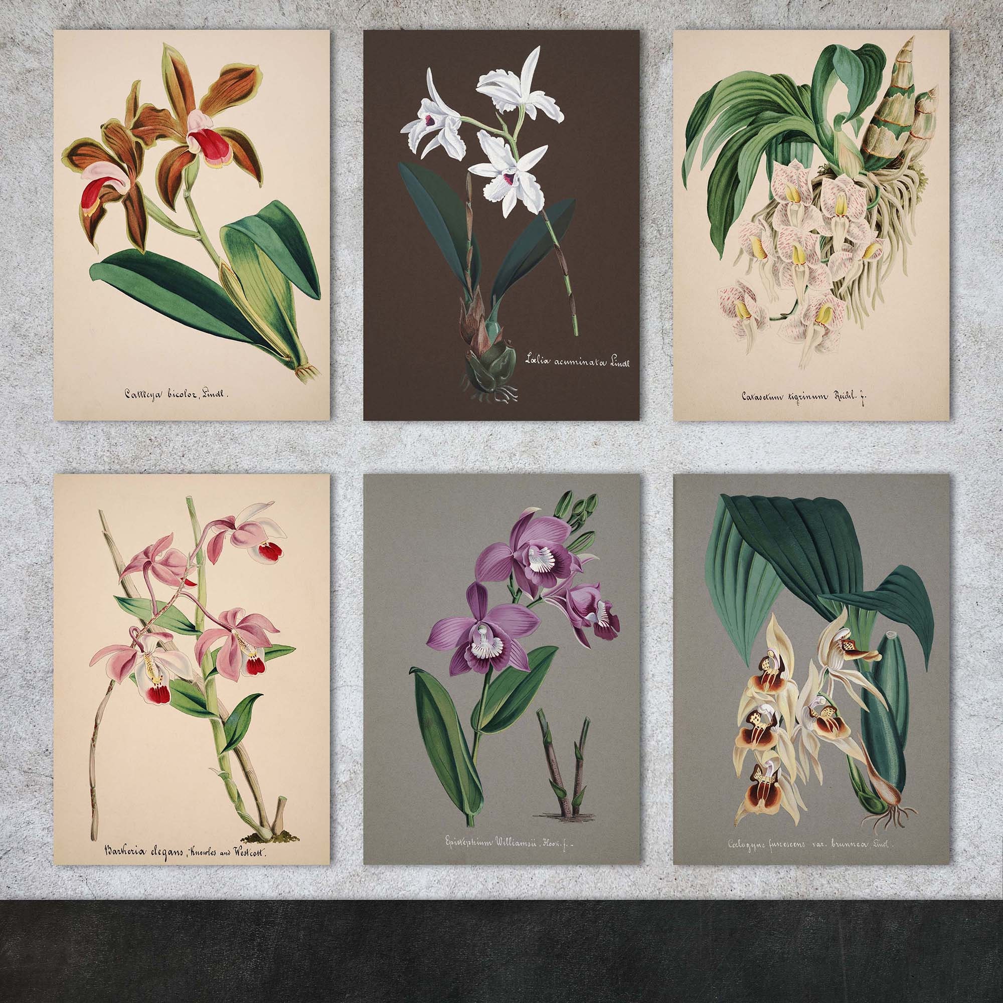 Orchids, 45 Vintage Illustrations Vol.2, Printable Plant Images