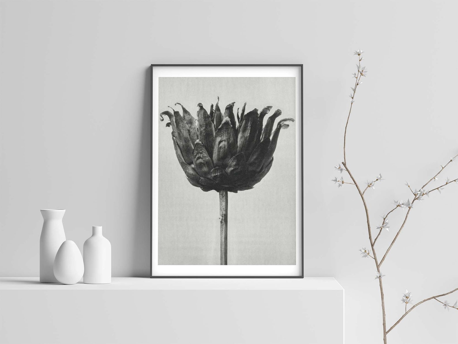 Karl Blossfeldt Poster Centaurea Ruthenica Urformen Der | Etsy