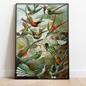 Ernst Haeckel - Formas de arte en la naturaleza, cartel vintage, colibríes, impresión de arte descargable, descarga instantánea