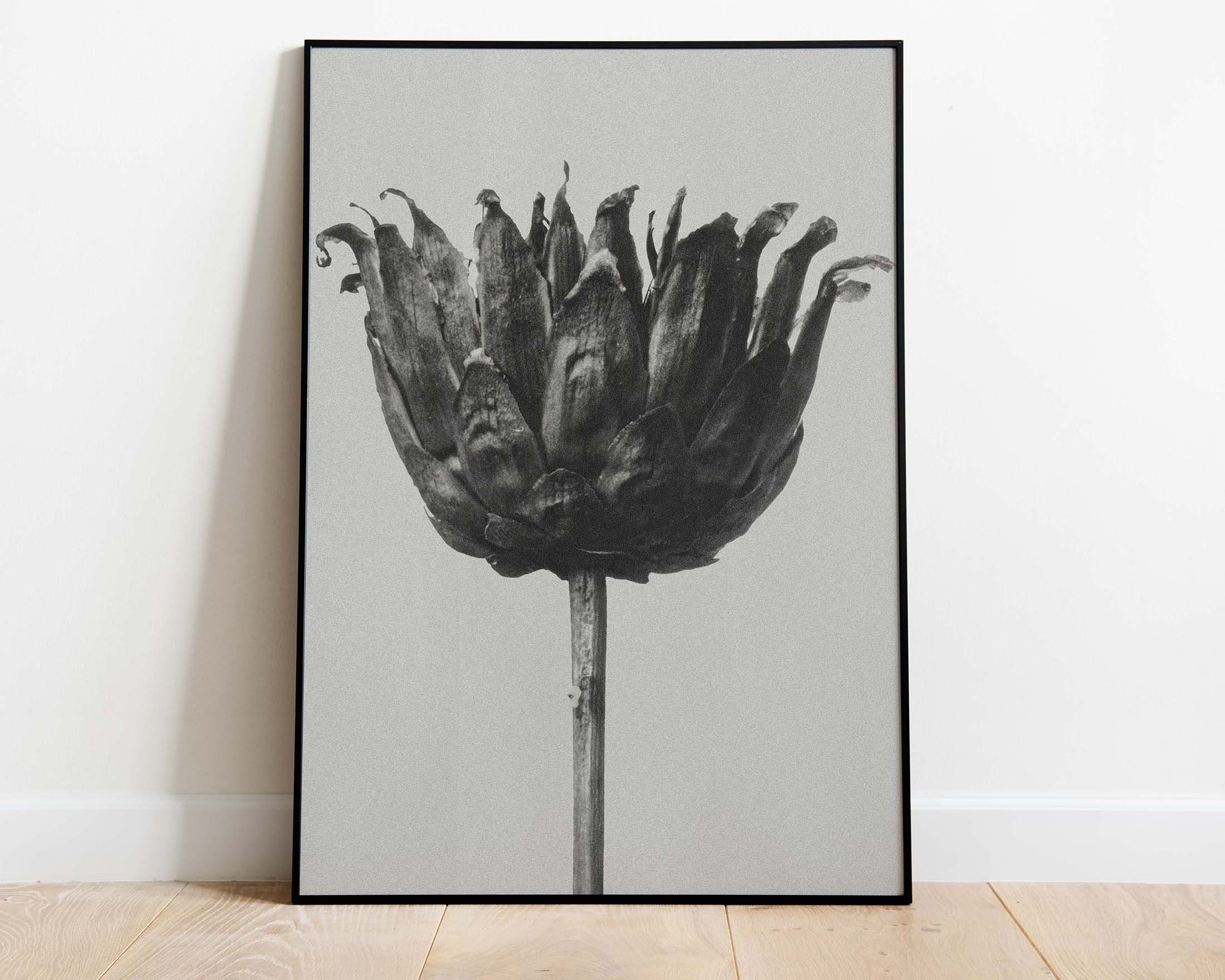 Karl Blossfeldt Poster, Centaurea Ruthenica, Urformen Der Kunst ...