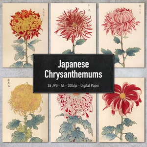 Crisantemi giapponesi, 36 illustrazioni vintage, immagini di piante stampabili, carta digitale, download istantaneo