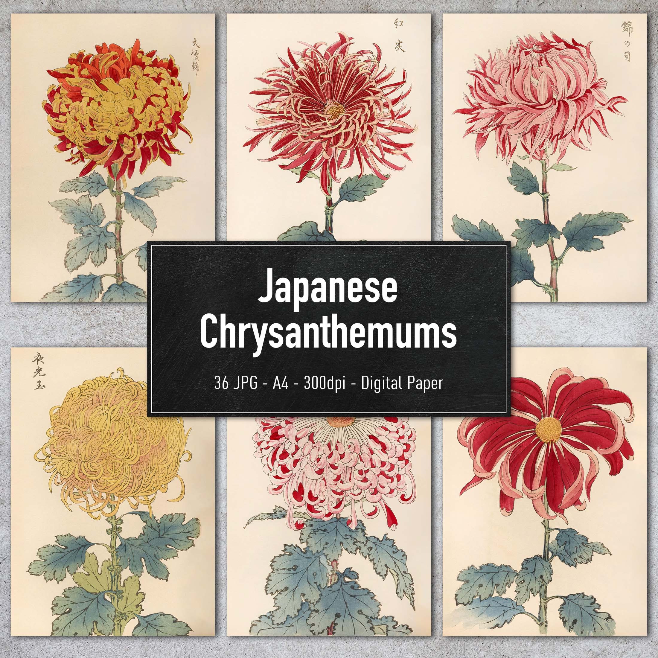 Japanese Chrysanthemums, 36 Vintage Illustrations, Printable Plant