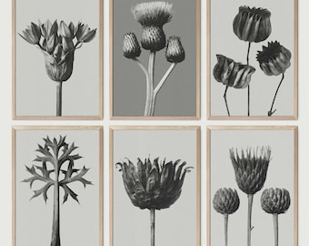 Conjunto de 6 pósteres de Karl Blossfeldt, láminas artísticas descargables, descarga instantánea