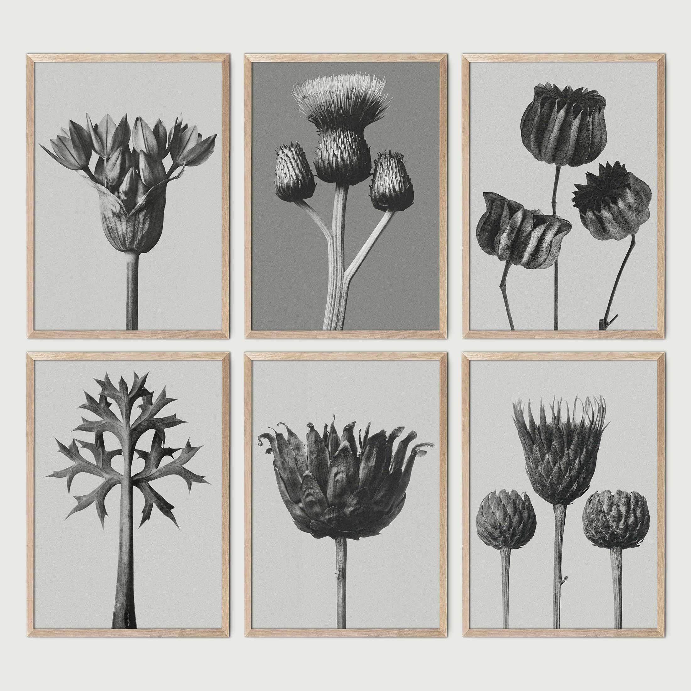 【財団公式ライセンス】カールブロスフェルト アートプリント 【スタンプ刻印あり】 Karl blossfeldt - Etsy 日本