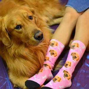 May include: A pair of light pink crew socks featuring a repeating pattern of golden retriever faces and small white bone shapes. The socks have solid black toe and heel sections and are worn on lower legs, positioned next to a golden retriever dog.