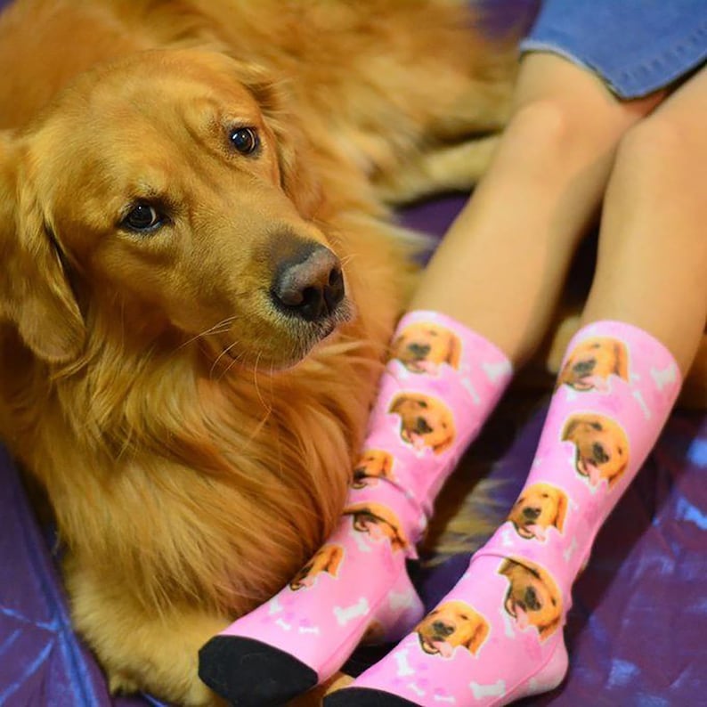 May include: A pair of light pink crew socks featuring a repeating pattern of golden retriever faces and small white bone shapes. The socks have solid black toe and heel sections and are worn on lower legs, positioned next to a golden retriever dog.