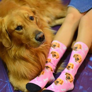 May include: A pair of pink socks with a repeated image of a golden retriever dog. The socks are worn by a person with a golden retriever dog lying next to them.