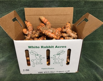 5 Kilo. Rote USDA-zertifizierte organische frische Kurkumawurzel angebaut in den USA direkt von unserer Farm in Vero Beach, Florida