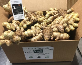 10 lbs Green  USDA certified organic fresh turmeric root. Curcuma aeruginosa