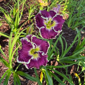 Daylily Seeds Cross (Randall Lanier Barron x Ultimate Blush) 5 Premium High End Seeds. One-of-a-Kind Daylily Seed Cross