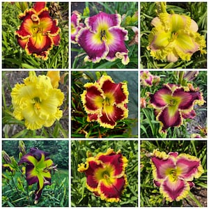 Very High End Mixed Daylily Hybrid Plants - Collectors Lot (RARE) - Bare Root Plants - FREE Shipping