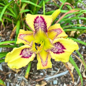 Daylily Seeds Cross (Inner Rumble x Ruby Sizzler) 5 Premium High End Seeds | One-of-a-Kind Daylily Seed Cross
