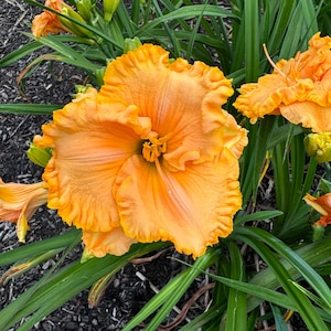May include: Close-up of vibrant orange daylily flowers with ruffled petals and a yellow center. The flowers are surrounded by long, green leaves. The image showcases the beauty of nature and floral arrangements.