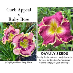 Daylily Seeds Cross (Curb Appeal x Ruby Rose) 5 Premium High End Seeds | One-of-a-Kind Daylily Seed Cross