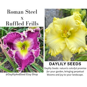 Daylily Seeds Cross (Roman Steel x Ruffled Frills) 5 Premium High End Seeds | One-of-a-Kind Daylily Seed Cross
