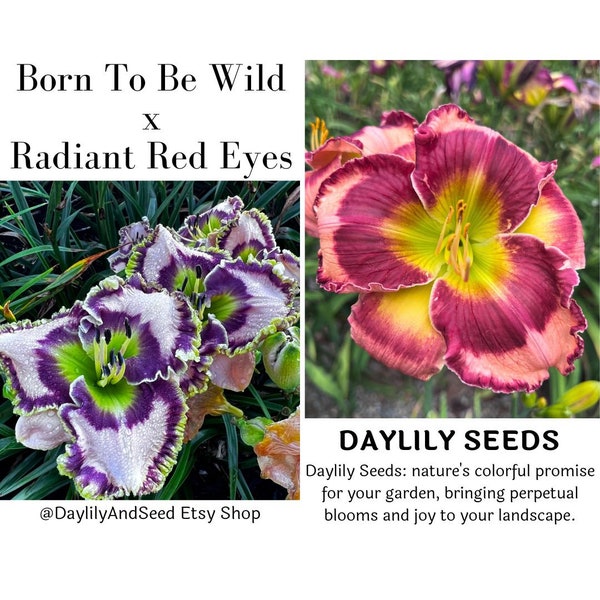 Daylily Seeds Cross (Born To Be Wild x Radiant Red Eyes) 7 Premium High End Seeds Included in Purchase | One-of-a-Kind Daylily Seed Cross