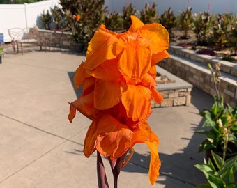 3 Canna ORANGE Bulbs | Easy to Grow | Grows 4-6 feet tall | Guaranteed Satisfaction!