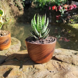 Peut inclure: Une petite plante succulente verte avec des rayures blanches dans un pot en bois. Le pot est de couleur marron chaud et présente un motif de grain de bois naturel. La plante est dans un cadre extérieur naturel.