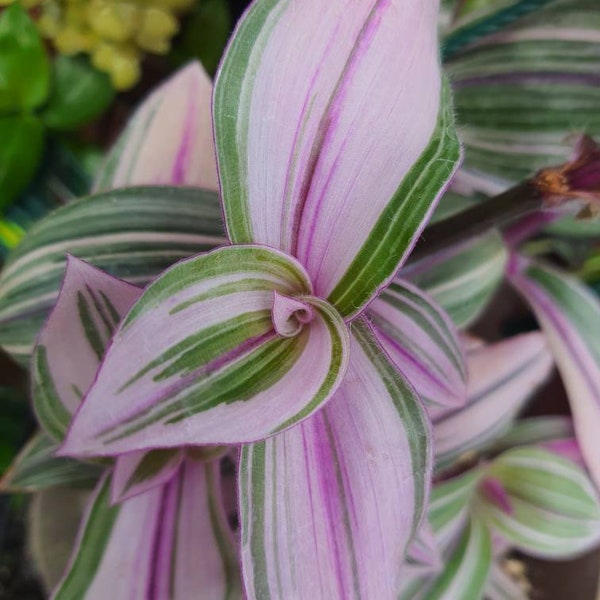 1 x cutting Pink Furry Tradescantia houseplant