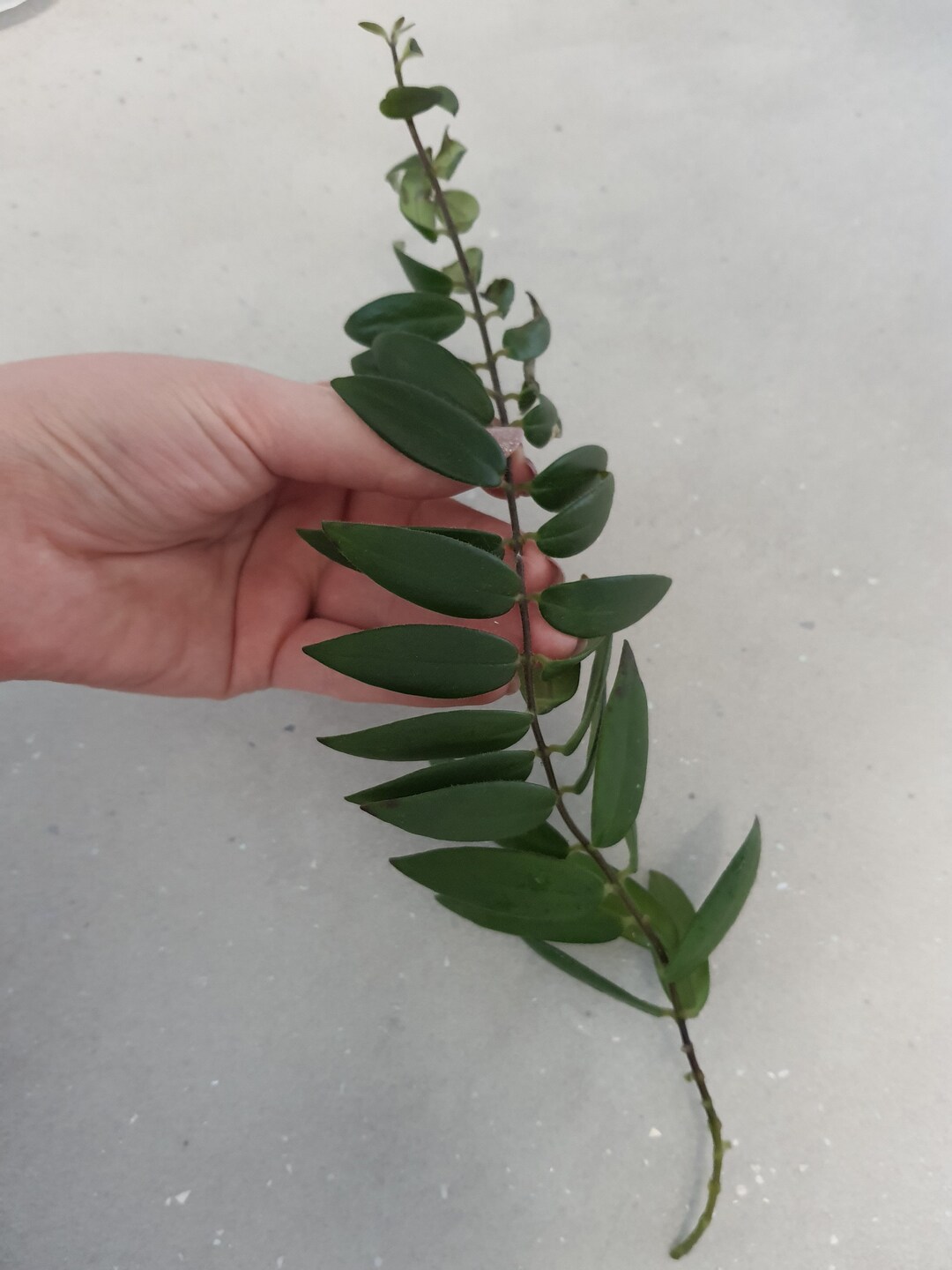 Aeschynanthus Japhrolepis Lipstick Plant Cutting as Pictured Etsy UK