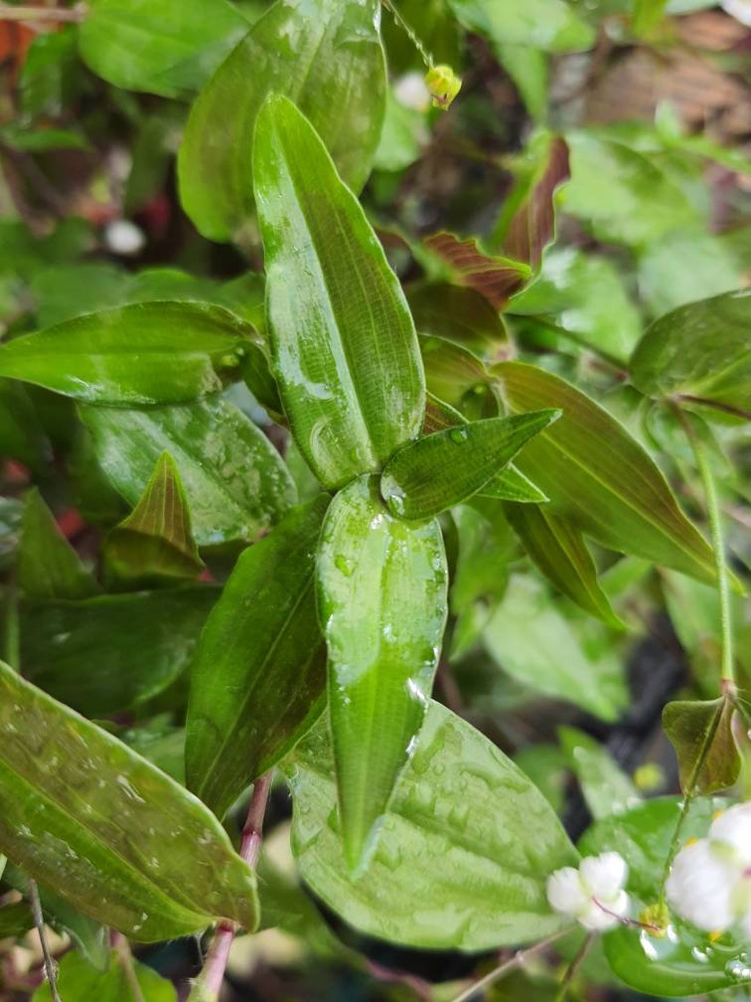 3 X Cuttings Tradescantia Bridal Veil Wandering Jew Inch Plant, Trailling Etsy UK