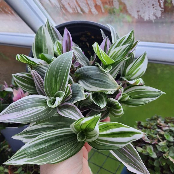 1 x cutting RARE tradescantia albiflora  PINK LILAC aka tricolor . Plant houseplant