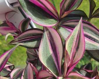 1x cutting RARE Tradescantia Zebrina Quadricolor