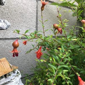 Punita Granatum Miniature Pomegranate Bonsai Tree Orange-Red Flowers, 10 Inch House Plant
