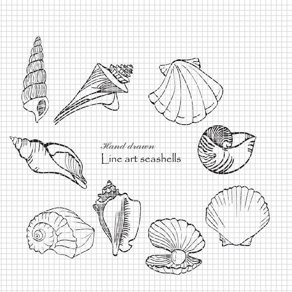 elegant hand drawn line art seashells