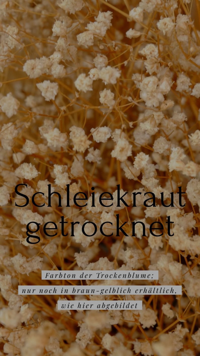 May include: Dried baby's breath flowers in a brown-yellowish color. Schleiekraut getrocknet. Farbton der Trockenblume; nur noch in braun-gelblich erh&auml;ltlich, wie hier abgebildet.