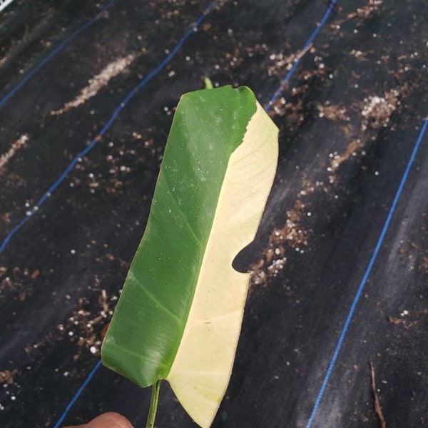 Monstera Aurea, Variegated monstera, Cutting, USA SELLER