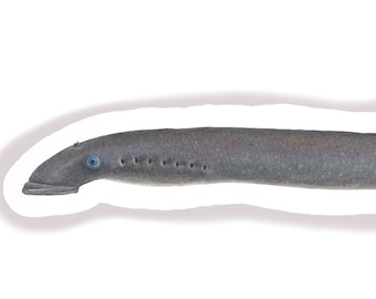 Pacific Lamprey Sticker