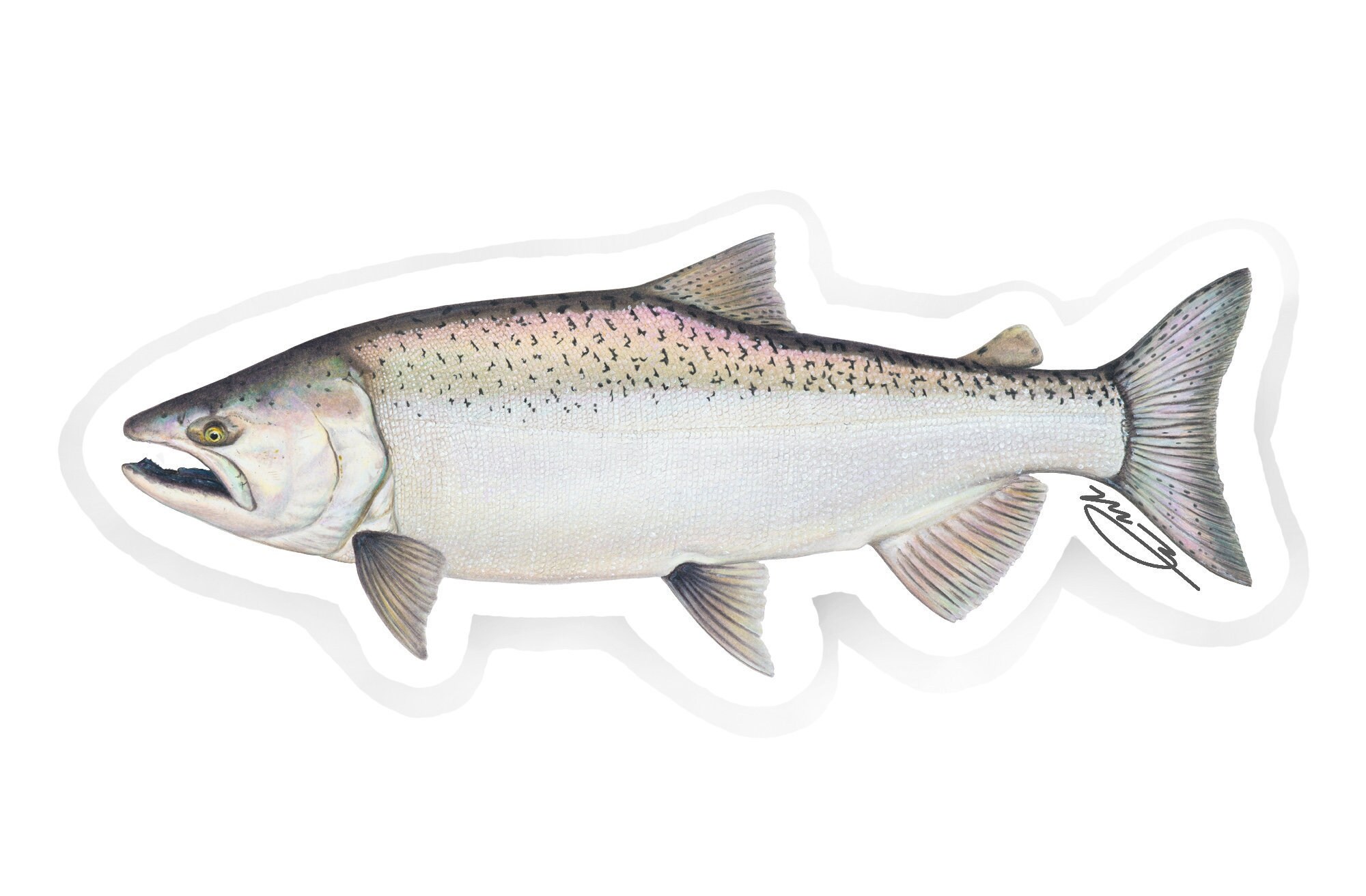 Steelhead Life Cycle Sticker