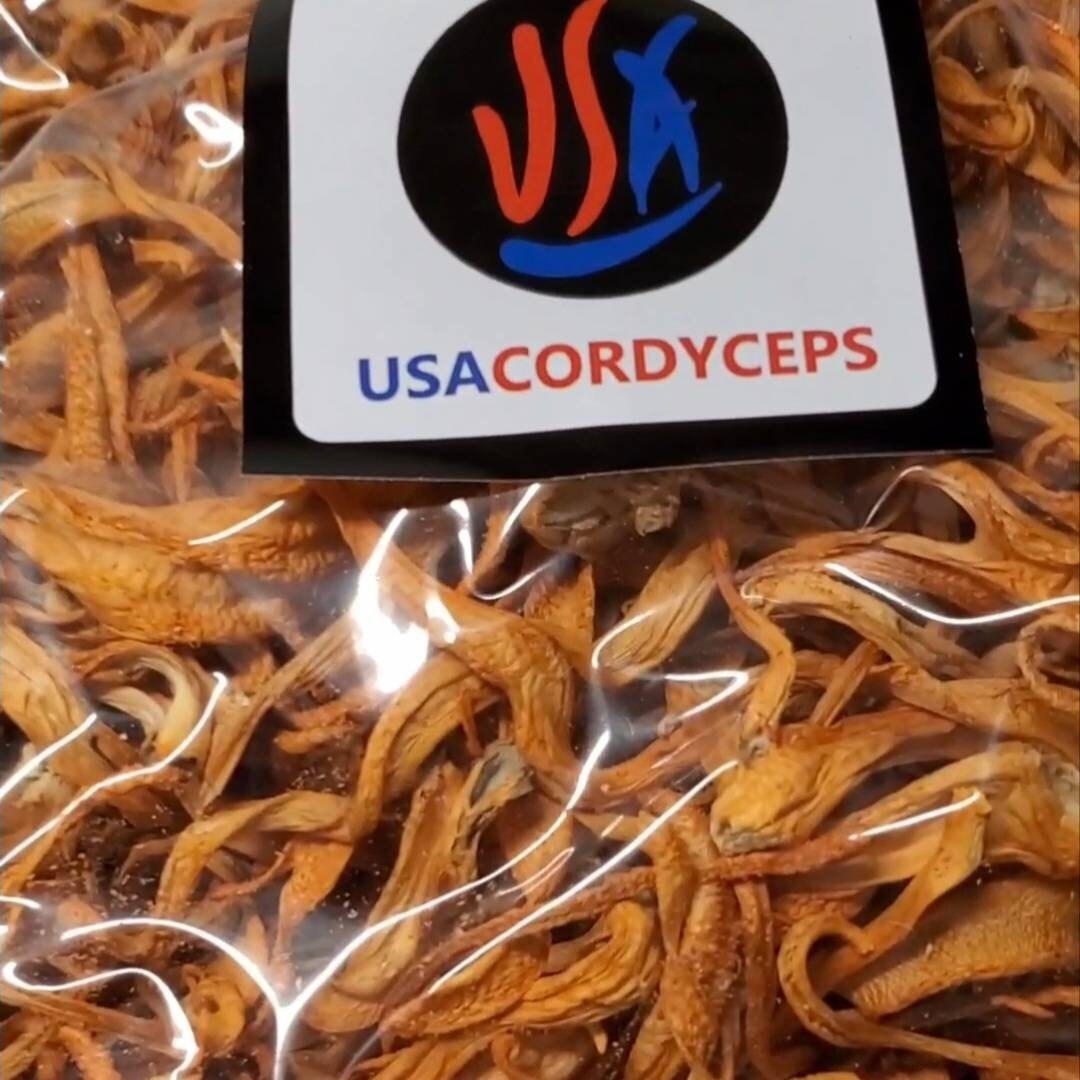 USA Grown Organic Cordyceps Militaris Fruitbody Dried Small Bulk Pack