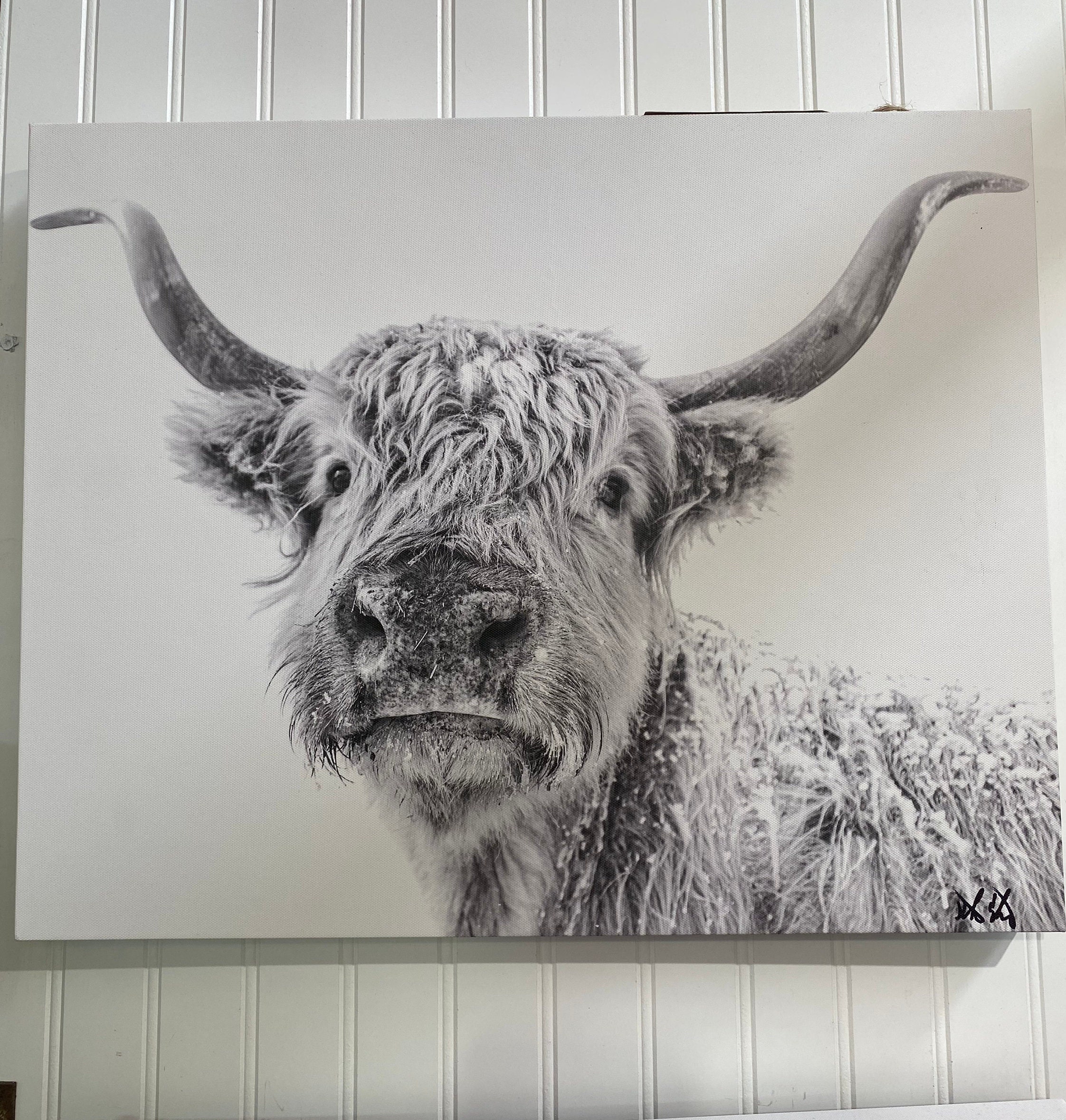 Sam Highland Cattle Canvas Print Etsy