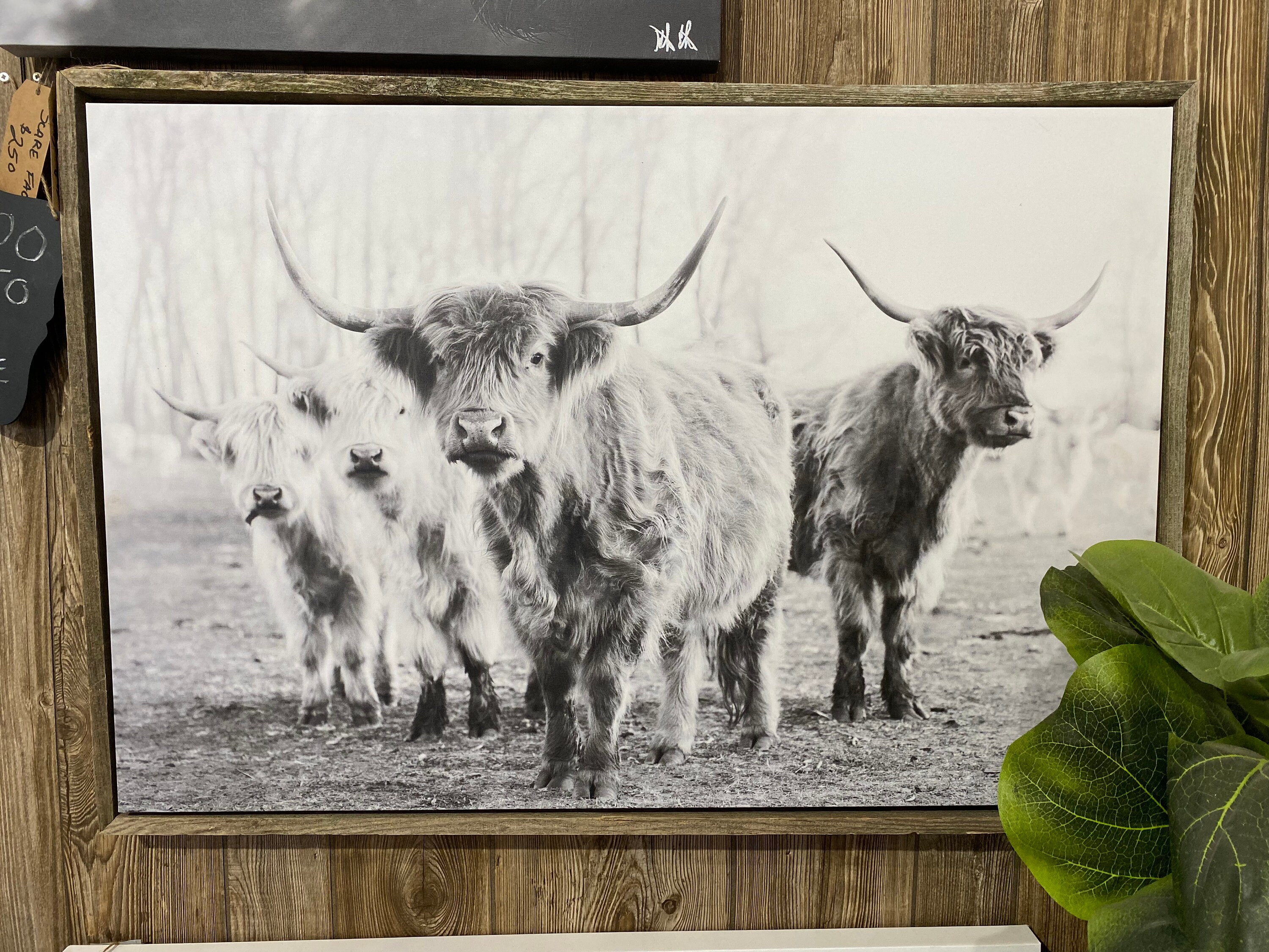 Fab Four Highland Cattle Canvas Print Etsy
