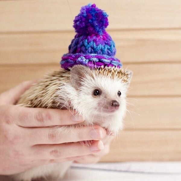 Small pet hat / hedgehog hat / Mini knitted hat / tiny beanie photo prop - hedgehog, guinea pig, ferret, rabbit, bearded dragon, doll