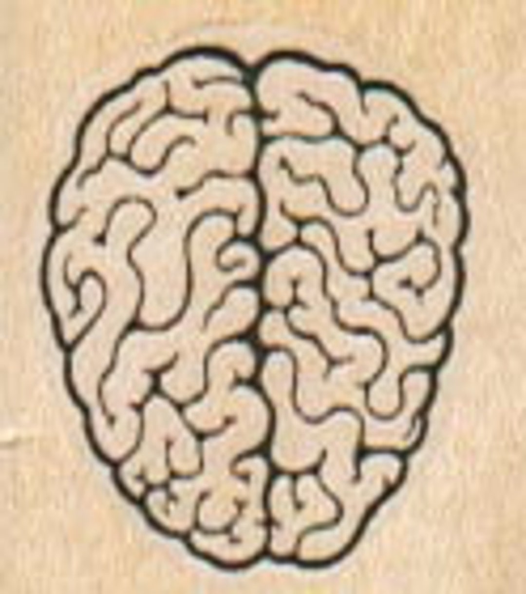 Human Brain Rubber Stamp Small 1 X 1 5284/511A199 Etsy