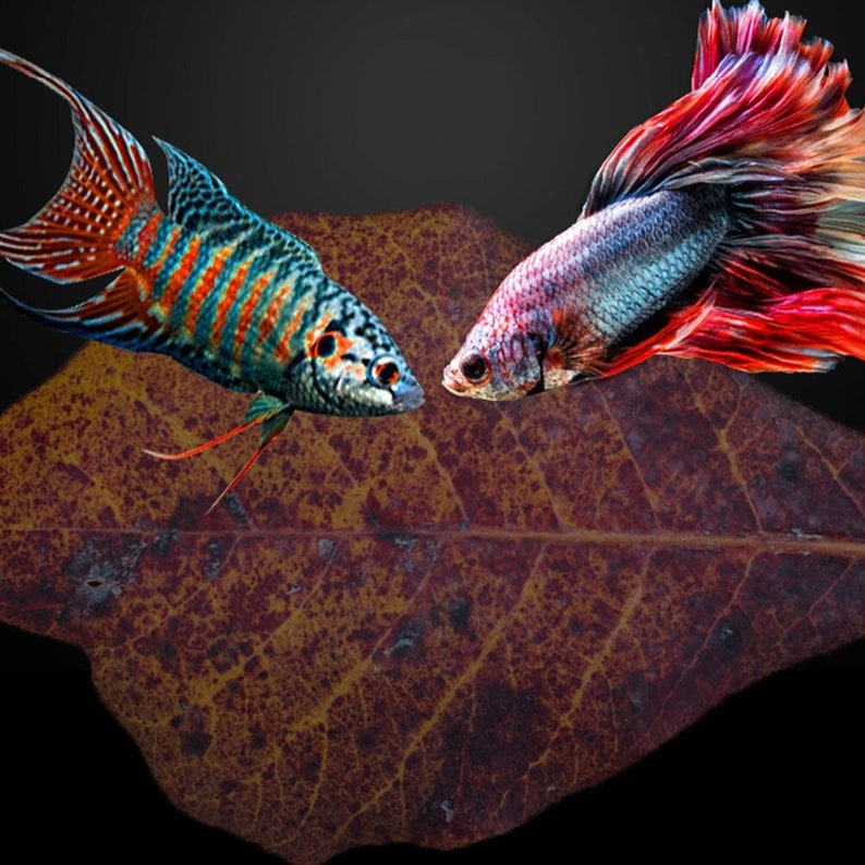 Catappa Indian Almond Leaves Ketapang Leaf Shrimp Betta Fish Aquarium Care Cleaned & Sun Dried image 2